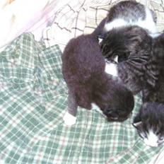 Huskat ingen navn i nu