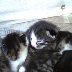 Huskat ingen navn i nu