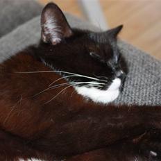 Blanding af racer Sille