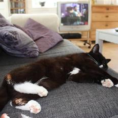 Blanding af racer Sille