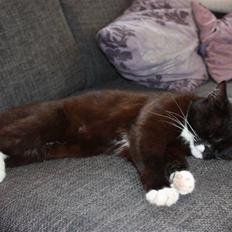 Blanding af racer Sille