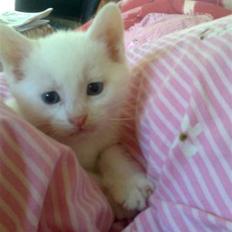 Blanding af racer SNEBOLD