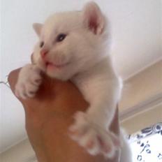 Blanding af racer SNEBOLD