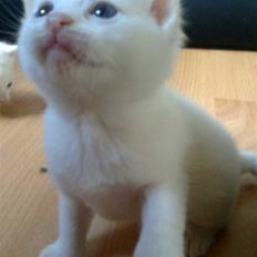 Blanding af racer SNEBOLD