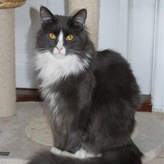 Maine Coon Blue Coon`s Blue Bandit