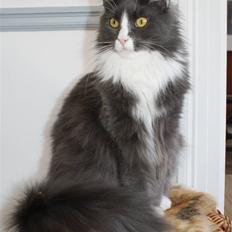 Maine Coon Blue Coon`s Blue Bandit