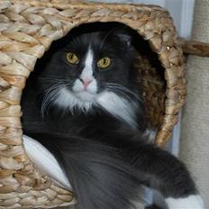 Maine Coon Blue Coon`s Blue Bandit