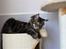 Maine Coon Hugo