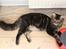 Maine Coon Hugo - Hugo knap 6 mdr gammel og 4 kg tung