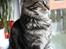 Maine Coon Hugo