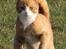 Huskat Rødtjørn´s Pjok <<3 - pjok ude i haven en af de første dage i året 2009 hvor der var sol :P 