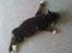 Maine Coon Malou