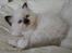 Hellig Birma Chicabee J Lo Wildflower - Chicabee J Lo 5 uger gammel