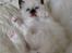 Hellig Birma Chicabee J Lo Wildflower - Chicabee J Lo 5 uger gammel