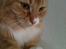 Maine Coon Bellami Solgt :(