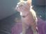 Maine Coon Bellami Solgt :(