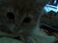 Maine Coon Bellami Solgt :(