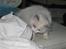 Ragdoll Chardolls Tyson (Oliver) 