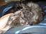 Maine Coon Emma