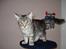 Maine Coon Diego - Hvem der!!!