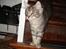 Maine Coon Diego