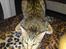 Ocicat bacon