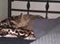 Ocicat bacon