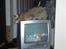 Ocicat bacon