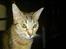 Ocicat bacon