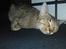 Ocicat bacon