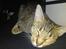 Ocicat bacon