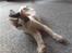 Blanding af racer / Maine Coon Bella