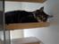 Maine Coon Satuvi´s Linus Caldwell
