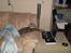 Blanding af racer Main coon bla. Iggy...