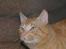 Blanding af racer Garfield <3