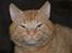 Blanding af racer Garfield <3