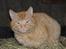 Blanding af racer Garfield <3