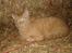 Blanding af racer Garfield <3