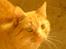 Blanding af racer Garfield <3