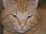 Blanding af racer Garfield <3