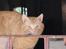 Blanding af racer Garfield <3
