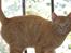 Blanding af racer Garfield <3