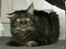 Maine Coon Sylvester - her er min basse næsten 2 år