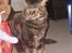 Maine Coon Sylvester - "Mor" lad nu vær gider ikk mere...*GG*