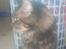 Maine Coon Sylvester - min smukke basse