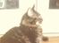 Maine Coon Sylvester - min smukke basse