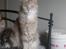 Maine Coon Jabba R.I.P mor´s baby - taget den 12/9-09