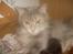 Maine Coon Jabba R.I.P mor´s baby - putter lige sammen med mine babyer.....