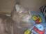 Maine Coon Jabba R.I.P mor´s baby - STOP så "mor"har sagt jeg ikk gider....*GGG*