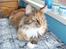 Maine Coon Duchess R.I.P min skat - nyder lidt solen en varm sommerdag på altanen....